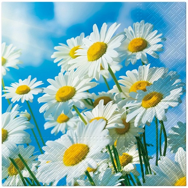 serwetki 33 x 33 cm Sun daisies 20szt. 70-55