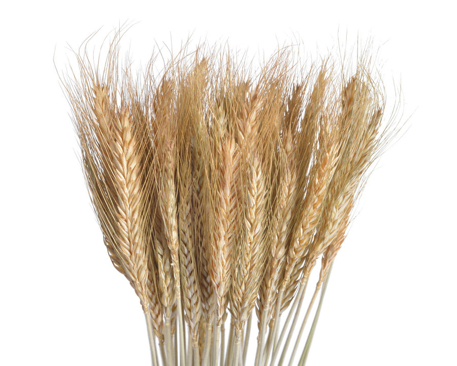 susz naturalny - zboże paczkowane 60cm 55g WOL-11NAT