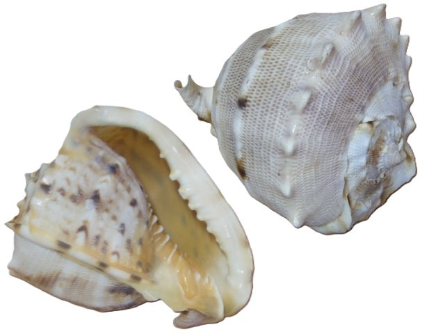 muszla CASIS 5817