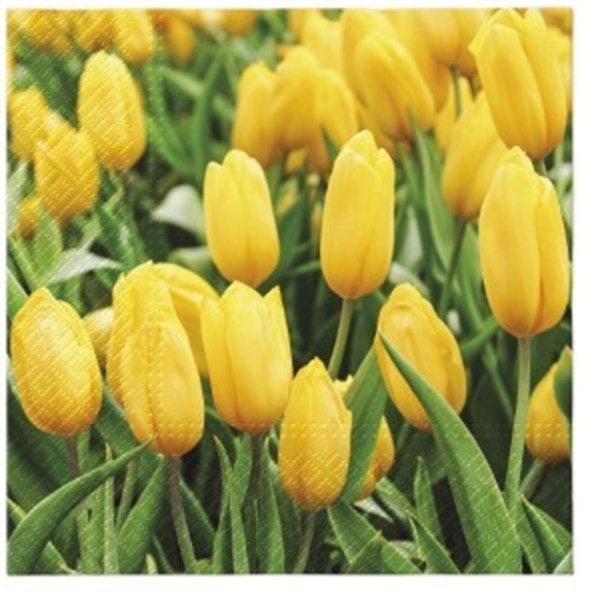 serwetki 33 x 33 cm Tulips field 20szt. 75-95
