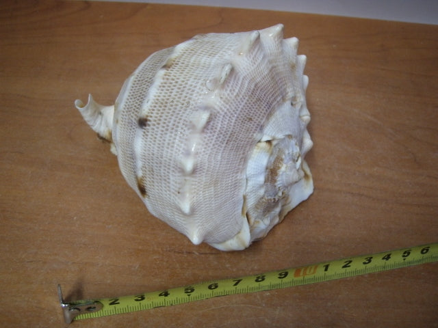 muszla CASIS 5817