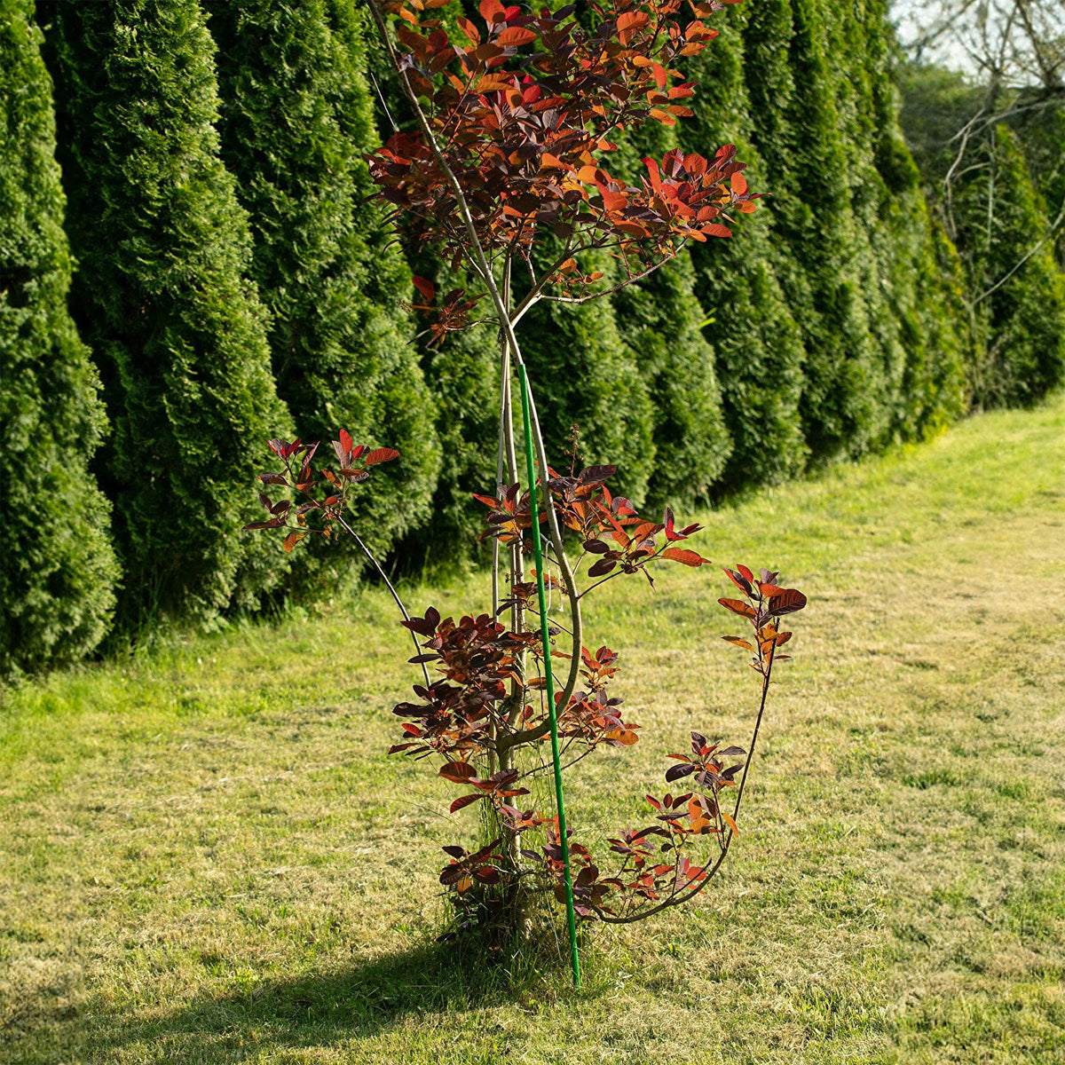 tyczka 10szt. stalowa powlekana 125cm  | 720112