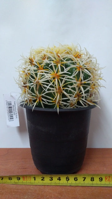 kwiat KAKTUS kula 16,5cm | 8623501400