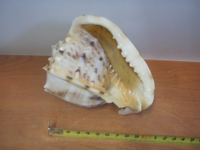 muszla CASIS 5817
