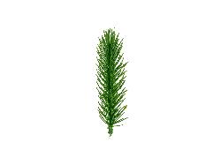 gałązki dekoracyjne 12 szt. dł.11 cm | DPG-3158